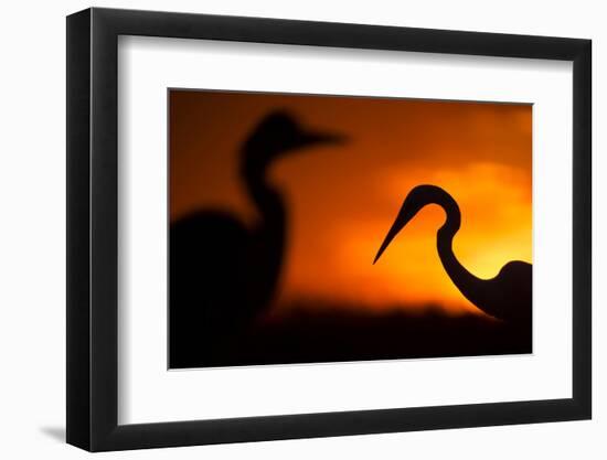 Great White Egret (Ardea Alba) Silhouetted at Sunset, Lake Csaj, Pusztaszer, Hungary, February-Bence Mate-Framed Photographic Print