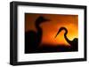 Great White Egret (Ardea Alba) Silhouetted at Sunset, Lake Csaj, Pusztaszer, Hungary, February-Bence Mate-Framed Photographic Print