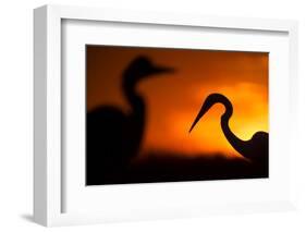 Great White Egret (Ardea Alba) Silhouetted at Sunset, Lake Csaj, Pusztaszer, Hungary, February-Bence Mate-Framed Photographic Print