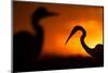 Great White Egret (Ardea Alba) Silhouetted at Sunset, Lake Csaj, Pusztaszer, Hungary, February-Bence Mate-Mounted Photographic Print