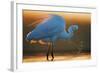 Great White Egret (Ardea Alba) Splashing, Hungary, January-Markus Varesvuo-Framed Photographic Print