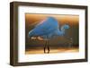 Great White Egret (Ardea Alba) Splashing, Hungary, January-Markus Varesvuo-Framed Photographic Print