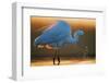 Great White Egret (Ardea Alba) Splashing, Hungary, January-Markus Varesvuo-Framed Photographic Print