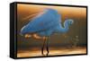 Great White Egret (Ardea Alba) Splashing, Hungary, January-Markus Varesvuo-Framed Stretched Canvas