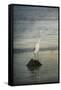 Great White Egret at Sunrise-Jai Johnson-Framed Stretched Canvas