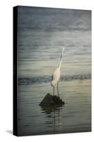 Great White Egret at Sunrise-Jai Johnson-Stretched Canvas