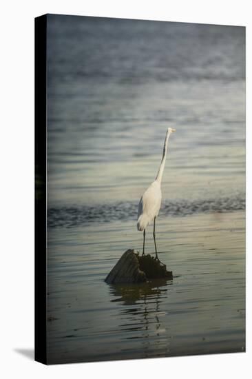 Great White Egret at Sunrise-Jai Johnson-Stretched Canvas