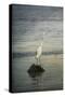 Great White Egret at Sunrise-Jai Johnson-Stretched Canvas