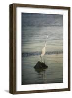 Great White Egret at Sunrise-Jai Johnson-Framed Giclee Print