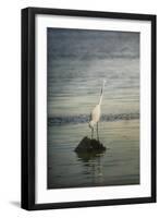 Great White Egret at Sunrise-Jai Johnson-Framed Giclee Print