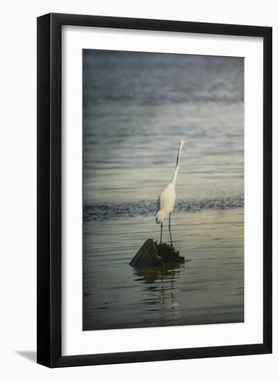 Great White Egret at Sunrise-Jai Johnson-Framed Giclee Print