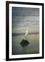 Great White Egret at Sunrise-Jai Johnson-Framed Giclee Print