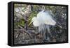 Great White Egret at the Wakodahatchee Wetlands-Richard T. Nowitz-Framed Stretched Canvas