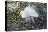 Great White Egret at the Wakodahatchee Wetlands-Richard T. Nowitz-Stretched Canvas