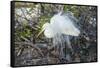 Great White Egret at the Wakodahatchee Wetlands-Richard T. Nowitz-Framed Stretched Canvas