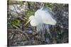 Great White Egret at the Wakodahatchee Wetlands-Richard T. Nowitz-Stretched Canvas