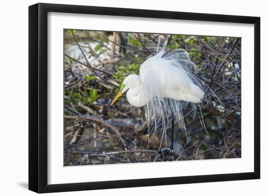 Great White Egret at the Wakodahatchee Wetlands-Richard T. Nowitz-Framed Photographic Print