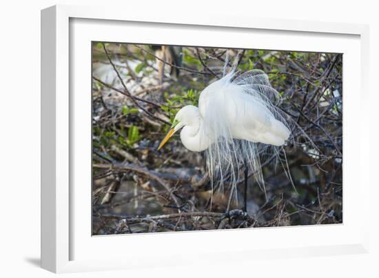 Great White Egret at the Wakodahatchee Wetlands-Richard T. Nowitz-Framed Photographic Print