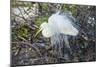 Great White Egret at the Wakodahatchee Wetlands-Richard T. Nowitz-Mounted Photographic Print