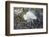 Great White Egret at the Wakodahatchee Wetlands-Richard T. Nowitz-Framed Photographic Print