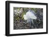 Great White Egret at the Wakodahatchee Wetlands-Richard T. Nowitz-Framed Photographic Print