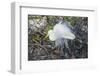 Great White Egret at the Wakodahatchee Wetlands-Richard T. Nowitz-Framed Photographic Print