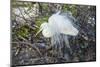 Great White Egret at the Wakodahatchee Wetlands-Richard T. Nowitz-Mounted Photographic Print