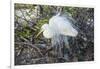 Great White Egret at the Wakodahatchee Wetlands-Richard T. Nowitz-Framed Photographic Print