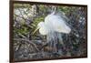 Great White Egret at the Wakodahatchee Wetlands-Richard T. Nowitz-Framed Photographic Print