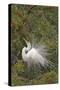 Great White Egret Displaying in Tree-null-Stretched Canvas