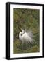 Great White Egret Displaying in Tree-null-Framed Photographic Print