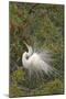 Great White Egret Displaying in Tree-null-Mounted Photographic Print