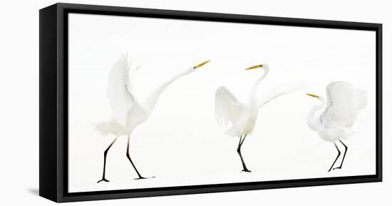 Great white egret group of three in winter, Kiskunsag National Park, Hungary-Bence Mate-Framed Stretched Canvas