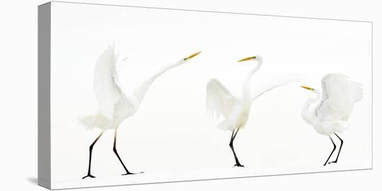 Great white egret group of three in winter, Kiskunsag National Park, Hungary-Bence Mate-Stretched Canvas