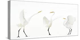 Great white egret group of three in winter, Kiskunsag National Park, Hungary-Bence Mate-Stretched Canvas