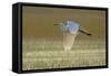 Great White Egret in Flight over Water Meadow-null-Framed Stretched Canvas