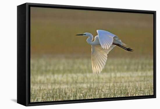 Great White Egret in Flight over Water Meadow-null-Framed Stretched Canvas