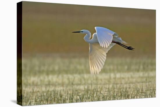 Great White Egret in Flight over Water Meadow-null-Stretched Canvas