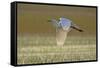 Great White Egret in Flight over Water Meadow-null-Framed Stretched Canvas