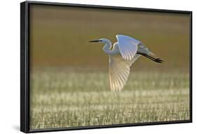 Great White Egret in Flight over Water Meadow-null-Framed Photographic Print