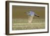 Great White Egret in Flight over Water Meadow-null-Framed Photographic Print