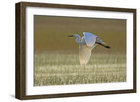 Great White Egret in Flight over Water Meadow-null-Framed Photographic Print