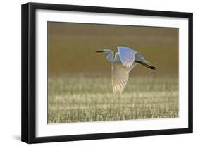 Great White Egret in Flight over Water Meadow-null-Framed Photographic Print