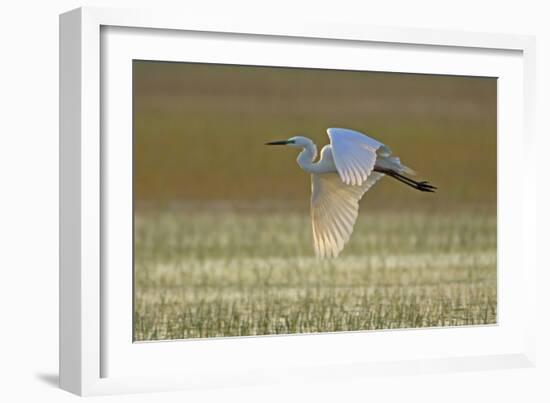 Great White Egret in Flight over Water Meadow-null-Framed Photographic Print