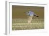 Great White Egret in Flight over Water Meadow-null-Framed Photographic Print