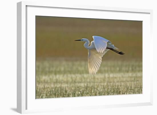 Great White Egret in Flight over Water Meadow-null-Framed Photographic Print