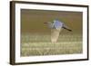 Great White Egret in Flight over Water Meadow-null-Framed Photographic Print