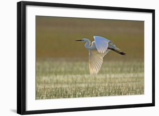 Great White Egret in Flight over Water Meadow-null-Framed Photographic Print