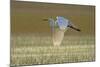 Great White Egret in Flight over Water Meadow-null-Mounted Photographic Print