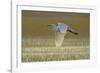 Great White Egret in Flight over Water Meadow-null-Framed Photographic Print
